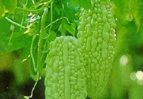 痱子怎么治？苦瓜汁治療痱子的偏方