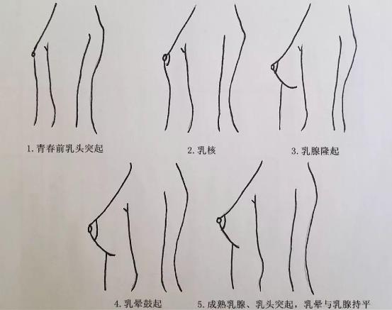 初三女生胸部大不大?初三女孩的標準胸圍應該多大?