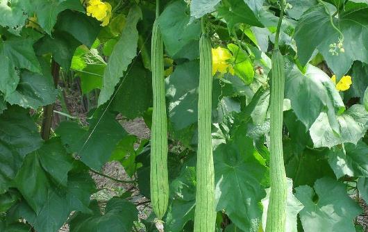 絲瓜種植時(shí)間是什么時(shí)候?絲瓜最佳種植時(shí)間