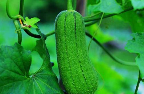 絲瓜種植時(shí)間是什么時(shí)候?絲瓜最佳種植時(shí)間