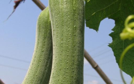 絲瓜種植時(shí)間是什么時(shí)候?絲瓜最佳種植時(shí)間
