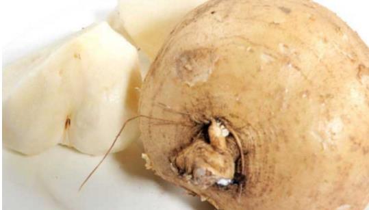 涼薯什么時候成熟上市 涼薯成熟季節