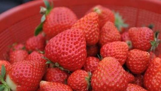 奶油草莓什么時候成熟 奶油草莓成熟季節(jié)