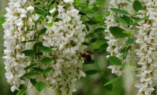 槐樹(shù)花什么時(shí)候開(kāi) 槐樹(shù)花開(kāi)花季節(jié)