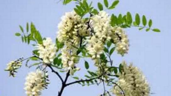 槐樹(shù)花什么時(shí)候開(kāi) 槐樹(shù)花開(kāi)花季節(jié)
