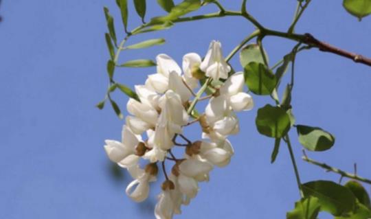 槐樹(shù)花什么時(shí)候開(kāi) 槐樹(shù)花開(kāi)花季節(jié)