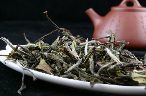 白茶什么時候開始壓餅 白茶壓餅最佳時間