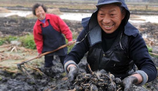 慈菇什么時候種?慈菇什么季節有