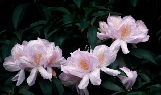杜鵑花什么時(shí)候開 杜鵑花開花季節(jié)
