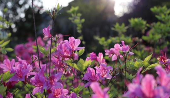杜鵑花什么時(shí)候開 杜鵑花開花季節(jié)