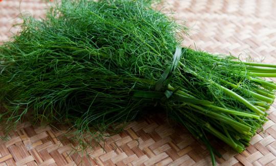茴香菜什么時候種?茴香菜什么季節(jié)吃