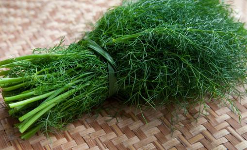 茴香菜什么時候種?茴香菜什么季節(jié)吃