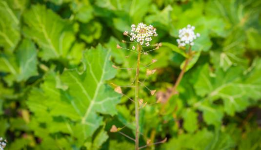 薺菜什么時(shí)候開花?薺菜花什么時(shí)候采?