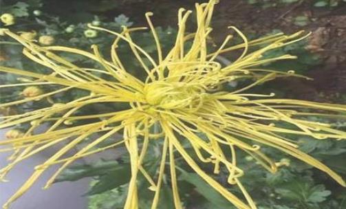 2018浙江桐溪菊花展持續(xù)到什么時(shí)候 浙江桐溪菊花展時(shí)間