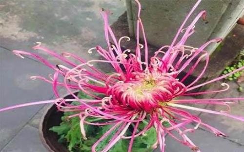 2018浙江桐溪菊花展持續(xù)到什么時(shí)候 浙江桐溪菊花展時(shí)間