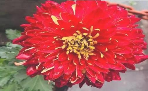 2018浙江桐溪菊花展持續(xù)到什么時(shí)候 浙江桐溪菊花展時(shí)間