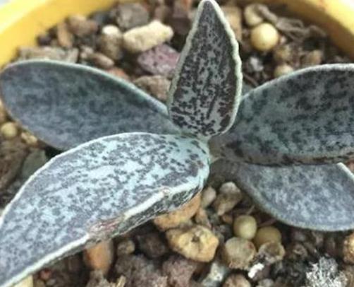 全球十大最貴多肉排名,出錦冰魄玉露曾拍出過130萬的天價(jià)