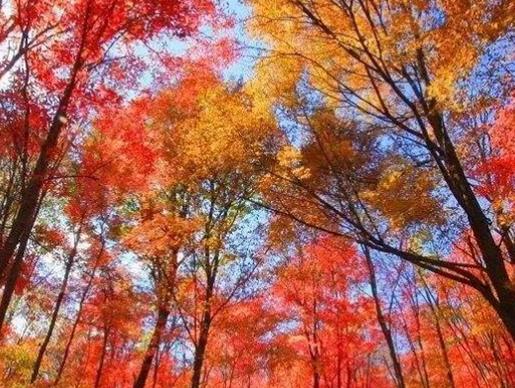 吉林十大風(fēng)景名勝排行榜,霧凇島、朱雀山國(guó)家森林公園風(fēng)景美如畫