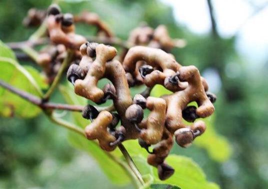 世界名字最奇葩的十大水果,蛋黃果能鎮(zhèn)靜止痛、菠蘿莓備受時尚界寵愛