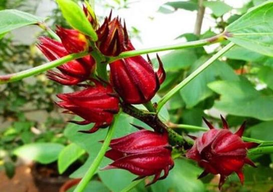 世界名字最奇葩的十大水果,蛋黃果能鎮(zhèn)靜止痛、菠蘿莓備受時尚界寵愛