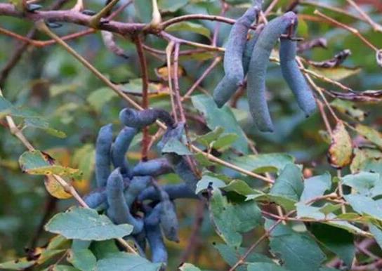 世界名字最奇葩的十大水果,蛋黃果能鎮(zhèn)靜止痛、菠蘿莓備受時尚界寵愛