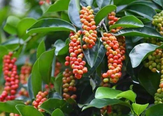 世界名字最奇葩的十大水果,蛋黃果能鎮(zhèn)靜止痛、菠蘿莓備受時尚界寵愛