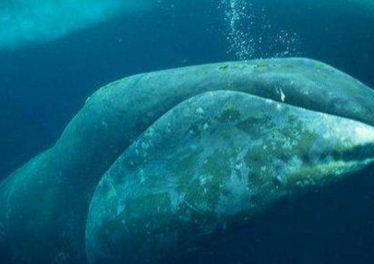 壽命最長(zhǎng)的海洋生物排名,燈塔水母可以永生、珊瑚最大壽命約4200歲