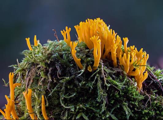 壽命最長(zhǎng)的海洋生物排名,燈塔水母可以永生、珊瑚最大壽命約4200歲