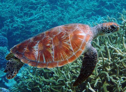 壽命最長(zhǎng)的海洋生物排名,燈塔水母可以永生、珊瑚最大壽命約4200歲