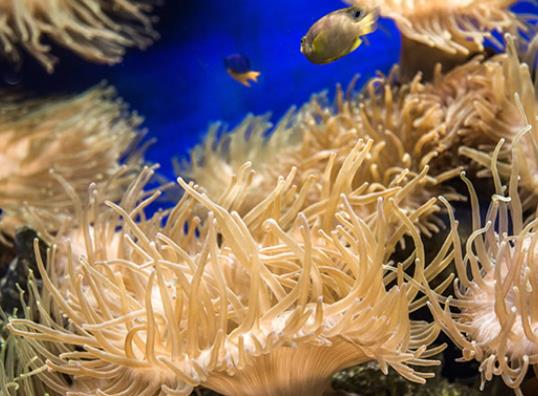 壽命最長(zhǎng)的海洋生物排名,燈塔水母可以永生、珊瑚最大壽命約4200歲