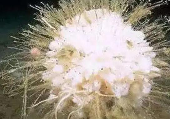 壽命最長(zhǎng)的海洋生物排名,燈塔水母可以永生、珊瑚最大壽命約4200歲