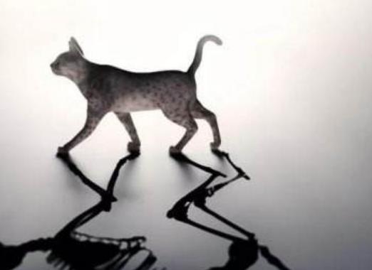 盤點科學史上最著名的五大功勛動物 薛定諤的貓這個是有關貓生死疊加的猜想