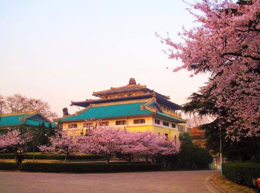 去武漢大學看櫻花怎么預約?清明去武漢看櫻花晚不晚