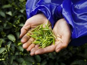 茶葉的種類(lèi)-哪些茶葉屬于綠茶？