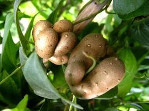 吃山藥豆有什么好處？山藥豆的營養及功效