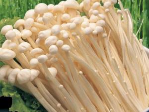 吃金針菇有什么作用？金針菇的功效與作用