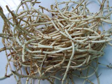 魚腥草的功效與作用-魚腥草怎么吃-魚腥草的營養(yǎng)價(jià)值