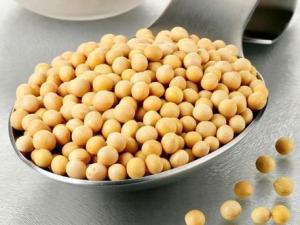 常吃黃豆有什么好處？黃豆的營養價值、功效與作用