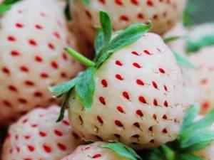 菠蘿莓的營養價值、功效與作用、食用禁忌