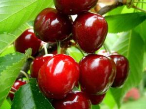 吃櫻桃有什么好處？櫻桃的營養(yǎng)價值、功效與作用