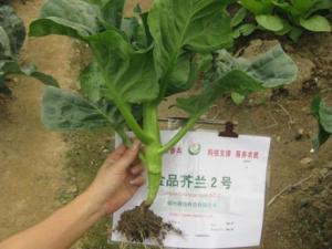 吃芥藍好嗎？芥藍的營養價值、功效與作用
