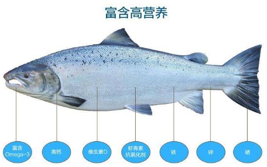 三文魚的營養價值 三文魚的適用人群 孕婦能吃三文魚嗎