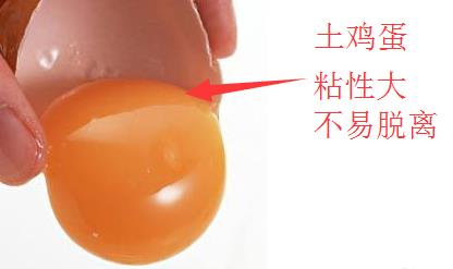 土雞蛋與普通雞蛋有什么區(qū)別 土雞蛋與普通雞蛋營養(yǎng)價值對比分析