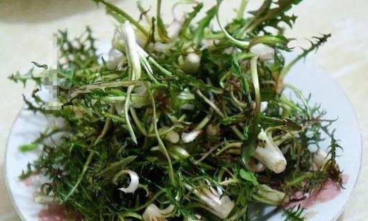 喉嚨痛能喝蒲公英水嗎?喝蒲公英水有哪些好處?