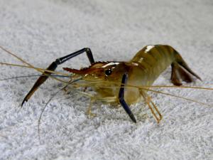 河蝦和龍蝦怎么洗？怎么進行河蝦的冷凍處理