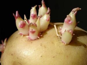 土豆怎么存放不宜發芽？土豆發芽了怎么辦