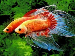 斗魚怎么養(yǎng)？斗魚養(yǎng)殖的注意事項(xiàng)