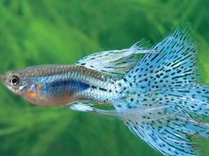 鳳尾魚怎么養(yǎng)？鳳尾魚養(yǎng)殖的注意事項(xiàng)