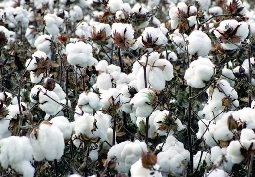 新疆棉花和普通棉花的區別是什么?2021年新疆棉花補貼啥時候發?