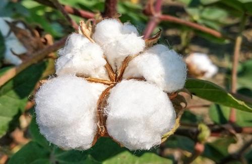 新疆棉花和普通棉花的區別是什么?2021年新疆棉花補貼啥時候發?